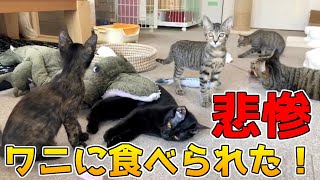 保護部屋仰天ニュース ワニに飲み込まれる猫たち 子猫奇跡の生還 九死に一生スペシャル Youtube