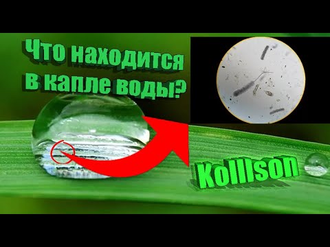 ЧТО МОЖНО УВИДЕТЬ В КАПЛЕ ВОДЫ ПОД МИКРОСКОПОМ?