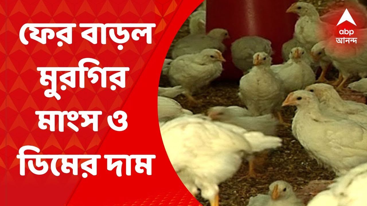 Chicken Price Hike ফের মুরগির মাংস ও মুরগির ডিমের দাম বাড়ল YouTube