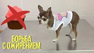 Контрольное взвешивание чихуахуа Фондю. Похудела ли собака после диеты? Контрольное взвешивание чихуахуа Фондю. Похудела ли собака после диеты?