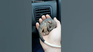 Хвостатое чудо! Зашкал няшкомера! Детёныш опоссума