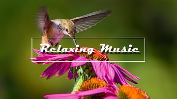 Relaxing music for sleep, stress relier With hummingbird and Spring grass flowers
