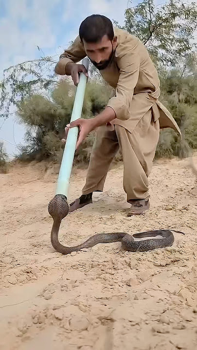 How to catch a snake with a PVC pipe