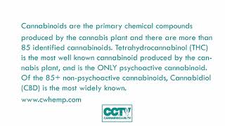 WHAT IS CBD?