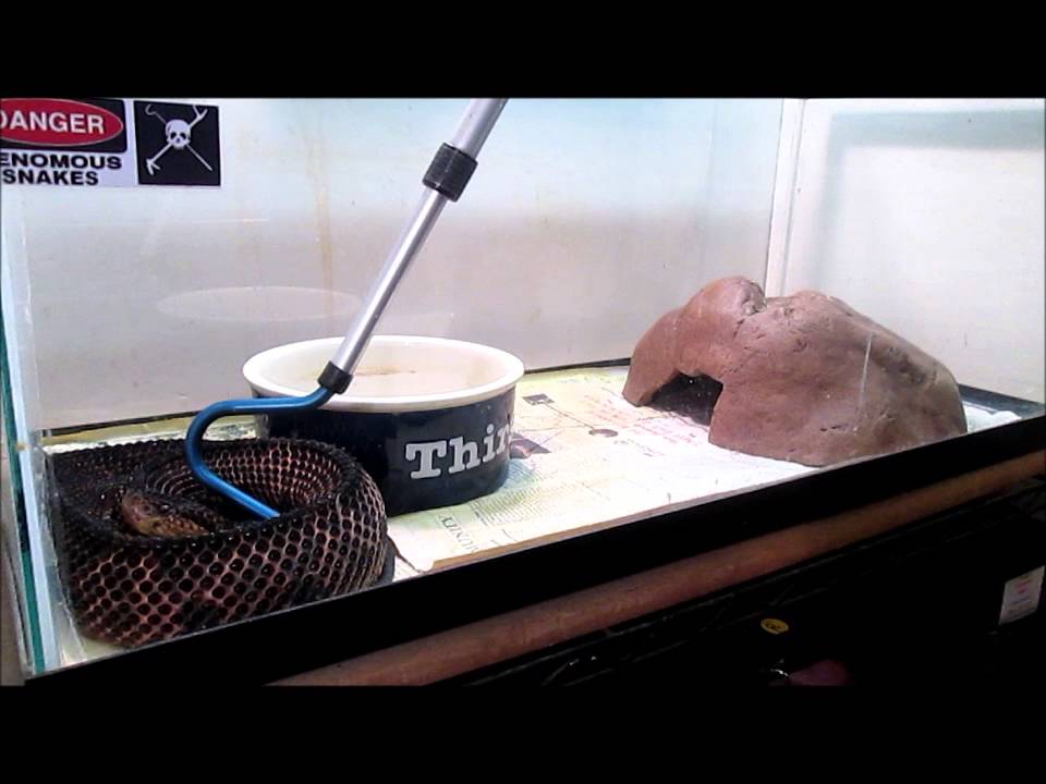 camera iphone 8 plus apk watching snakes eat episode 87