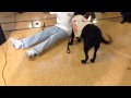 Inmates show off graduating dogs' training Inmates show off graduating dogs' training
