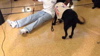 Inmates show off graduating dogs' training