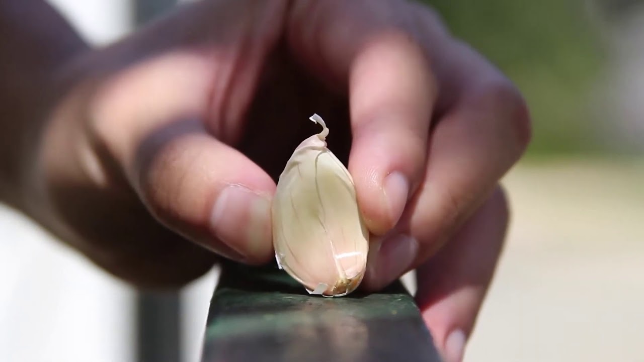 How To Grow Garlic