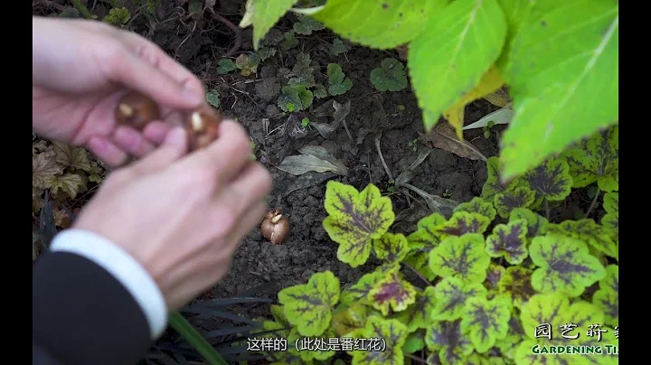 實用！陰生花園的4種冬季植物搭配【小時間，大園藝】 - 天天要聞