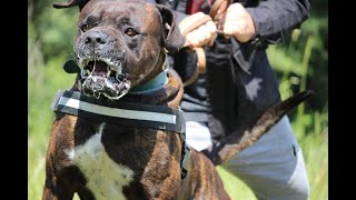 Come approcciare con un cane Corso molto aggressivo verso l'uomo