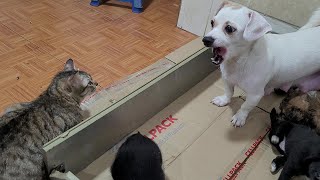Angry Mother Dog Growled And Refused To Let Cat Stay In Her House by Top Animals TV 1,138 views 3 months ago 4 minutes, 30 seconds