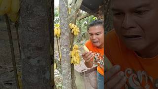 Buah Apa Itu Dek #shorts #trending #funny #subscribe