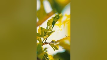 سورة الإخلاص للقارئ خالد الجليل 🎧