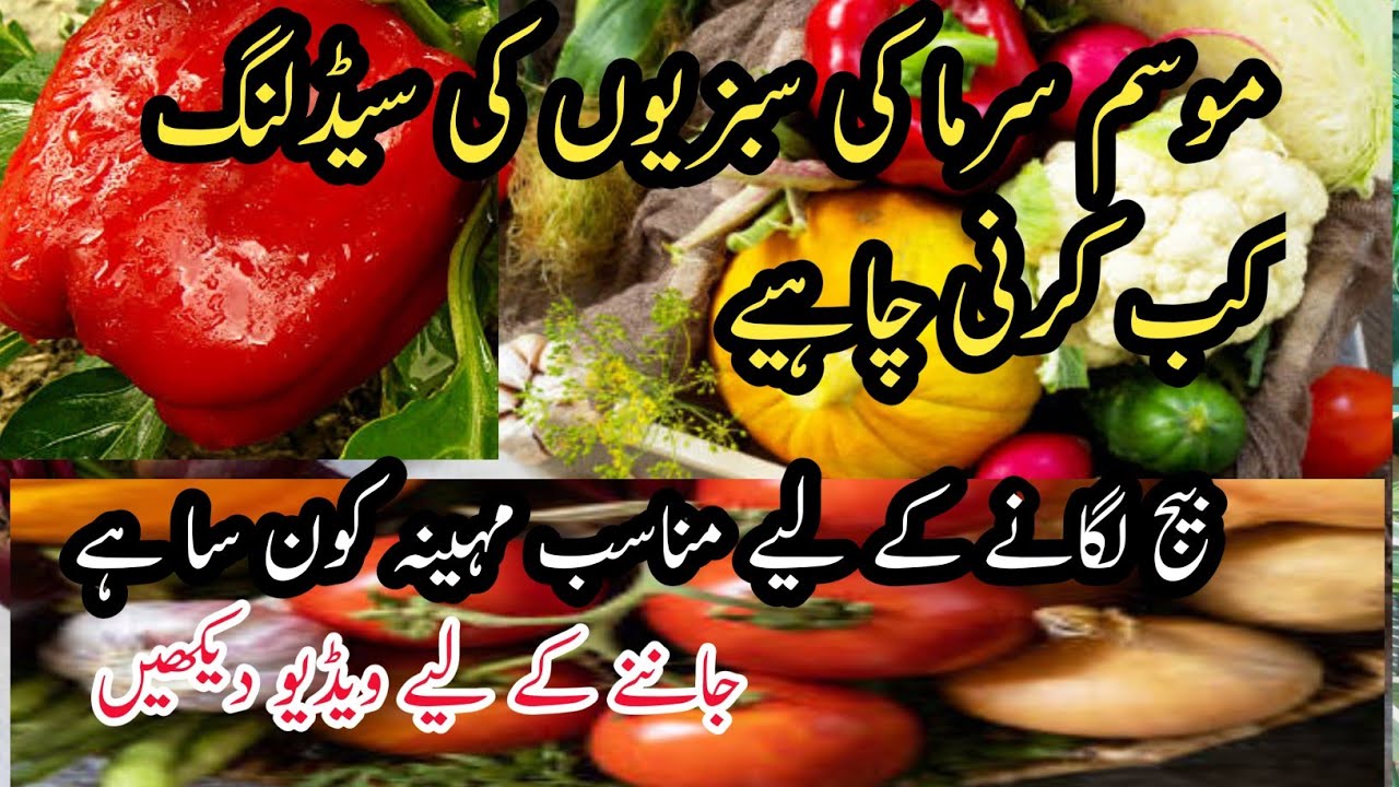 What Is The Best Month To Plant Winter Vegetables In 2023 If The Seed what-is-the-best-month-to-plant-winter-vegetables-in-2023-if-the-seed