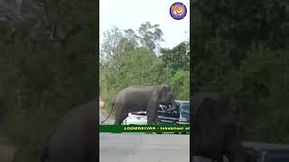 Elephant Attack loowasiyaa ලෝවැසියා elephantattack