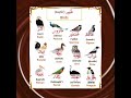 Birds Name In Arabic Allah Deen Shorts Shortsfeed Trending