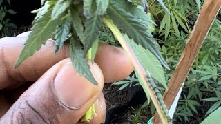 Outdoor weed grow 2022 (CATERPILLARS 🐛 🫠)
