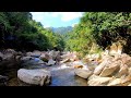 心が浄化される優しい川の音と鳥の声【大自然,勉強,作業,集中,睡眠,癒し,瞑想,リラックス,赤ちゃん寝かしつけ,高音質,落ち着くBGM,自律神経を整える,ASMR】