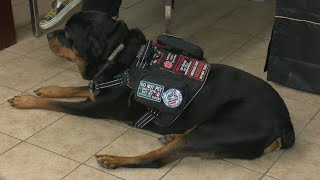 Arkansas organization aims to help veterans struggling with PTSD with service dogs