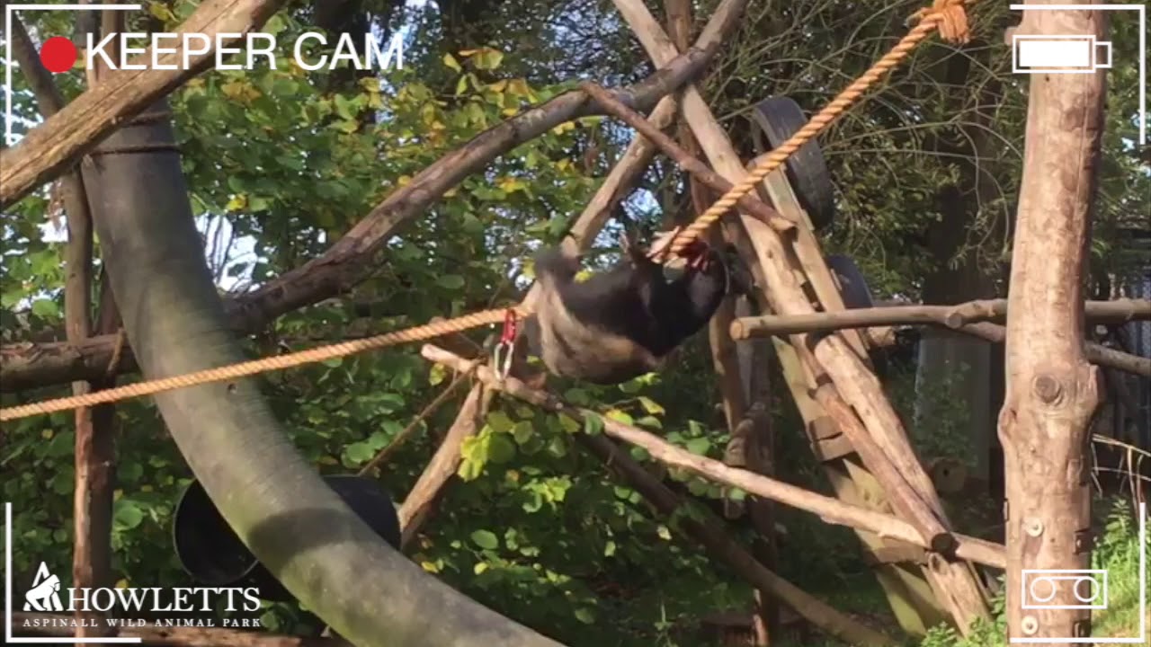 Honey Badger Climbs Across Rope To Grab Food | Howletts Wild Animal Park