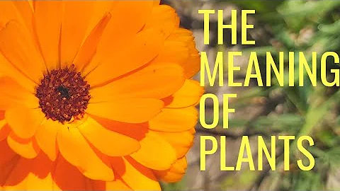 Com'è il fiore della calendula?