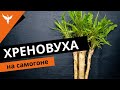 рДЖ 38: Хреновуха на самогоне. Полный разбор рецепта. 9 рекомендаций по приготовлению настойки