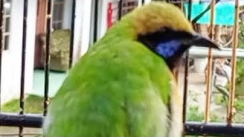 CUCAK CUNGKOK GACOR FULL TEMBAKAN NILAI TERTINGGI DI ARENA LOMBA November 14, 2025