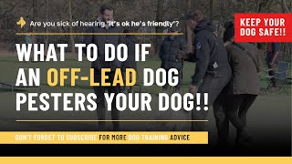 What to do if an OFF LEASH 'It's ok, he's friendly' dog comes charging at your dog!