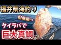 【福井県海釣り】タイラバで巨大真鯛出現！秋のディープタイラバで日本海のマダイを狙う！小浜市の遊漁船シーゲットから船を出して海釣り【杉戸船長SEAGET】