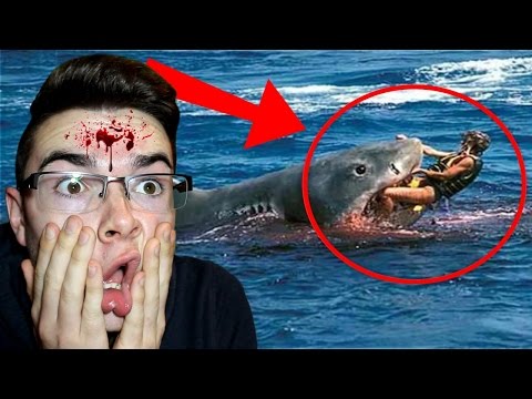 Vidéo: Les Pires Attaques De Requins Filmées En Vidéo - Vue Alternative
