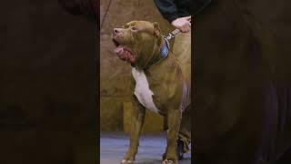 Getting smashed by Hulk #ytshorts #shorts #dogdynasty #hulk #pitbull #bullies #dog