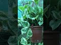 Money Plants