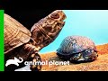Shy Box Turtle Meets Toddlers And Comes Out Of Her Shell | The Aquarium