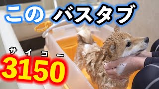 愛犬のお風呂入れに悩まれている方！このペット用バスタブは本当に3150(最高)