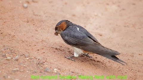 Red-rumped Swallow making nest extension