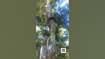 This is how a #Python climbs a tree #Snake