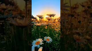 zach Williams  -  God Is Still With You (official vedio)
