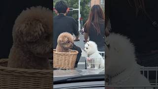 Cute Dogs Riding Bicycle Basket | Pet Travel Video | Viral Animal Shorts #dog #pets #pov