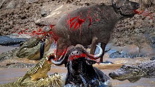 Extreme Fight Buffalo vs Crocodile - Buffalo Messed With Hungry Crocodile While Crossing The River