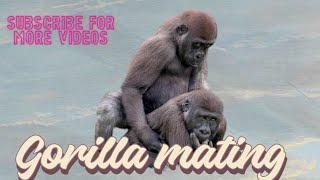 Gorilla Making Love Global Animal Life