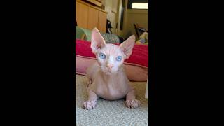 #piano #cat #kitten #hairlesscat #sphynx #ihavethisthingwithplants #catvideos #catlife #lovecats
