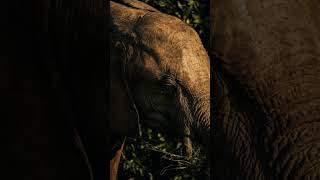 Punic Wars' Secret Mammoth Triumph! #342