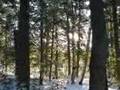 snow dance