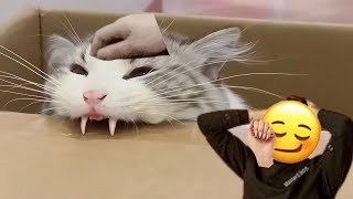 HE SO APPY AND DEVIOUS!!! | CocoaTheDoge Reacts to Unusual Memes v286!