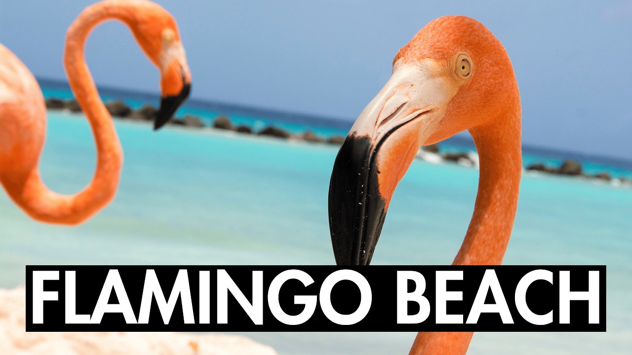 FLAMINGO BEACH Renaissance Island Aruba Walkthrough Tour