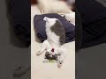 Kucing Bisa Mimpiin Kamu? Ini Faktanya!#kucing #hewan #faktaunik  #shorts