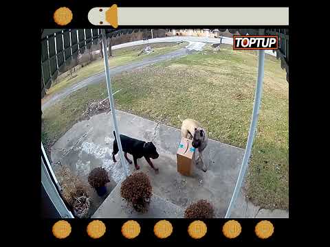 مواقف مضحكة صورتها الكاميرات