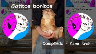 Nuevo 🔥 Compilado Gatitos bonitos🐱❤ #kittycat by Is TiMe To ReLaX aNd FuN 1,725 views 3 weeks ago 1 minute, 15 seconds