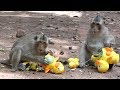 Make fun with monkeys - Monkeys playing human baby plays like baby duck