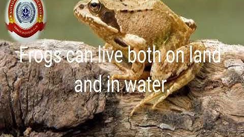 KRSMA#Standard 4 EVS Part 1 Chapter 1 Fields And Forests